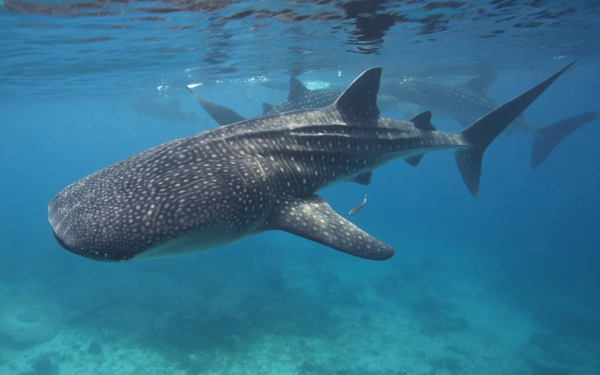 Group_of_whale_sharks_c_IMAGO_Steve_De_Neef_jpg_webp
