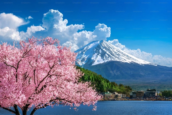 Hanami4
